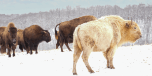 You Can See a Rare White Bison Calf at Missouri’s Dogwood Canyon Nature Park | Travel + Leisure