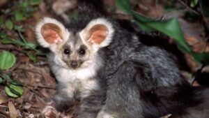 BBC – Travel – Australia’s charismatic glider marsupial