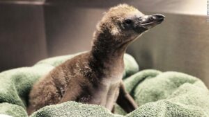 Same-sex penguin couple become first-time dads at New York zoo | CNN Travel