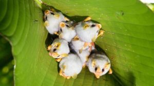 BBC – Travel – A tiny bat that can fit in your palm