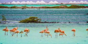 This Little-known Caribbean Island Has Bright Blue Waters and More Flamingos Than People | Travel + Leisure