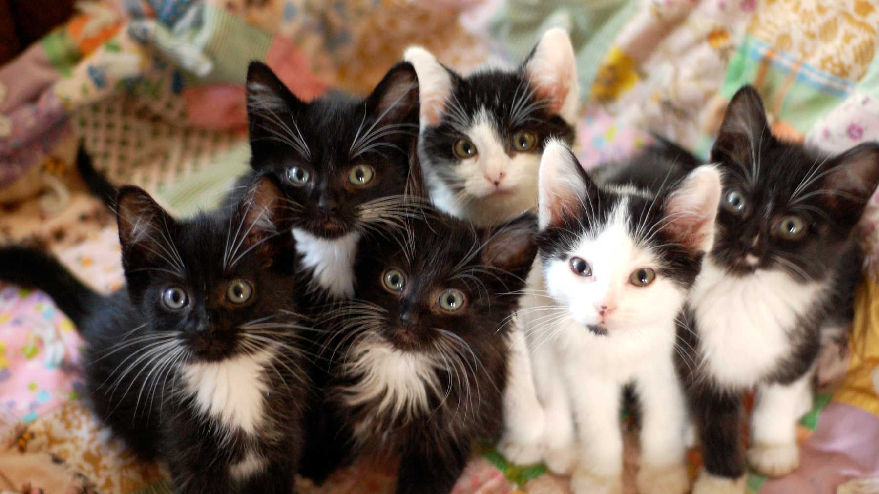 200 Most Popular Cat Names of 2020 | Travel + Leisure