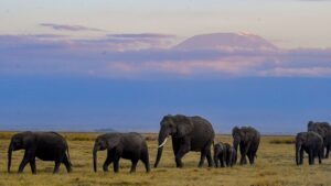 Kenya Had an Elephant ‘Baby Boom’ — and Now You Can Adopt One | Travel + Leisure