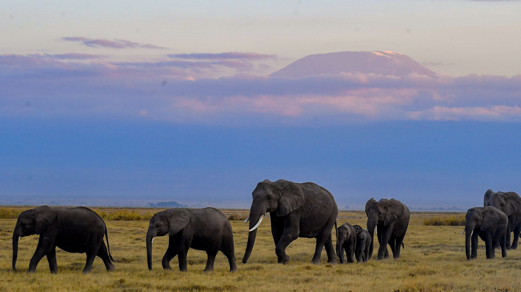 Kenya Had an Elephant ‘Baby Boom’ — and Now You Can Adopt One | Travel + Leisure