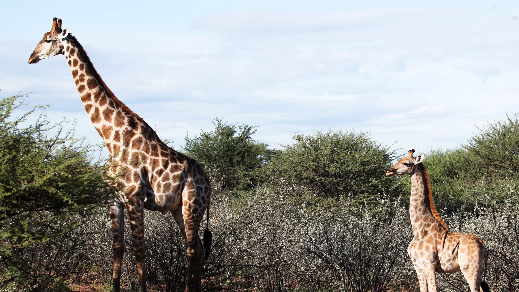 Take a Minute and Enjoy This Tiny Dwarf Giraffe Named Gimli | Travel + Leisure
