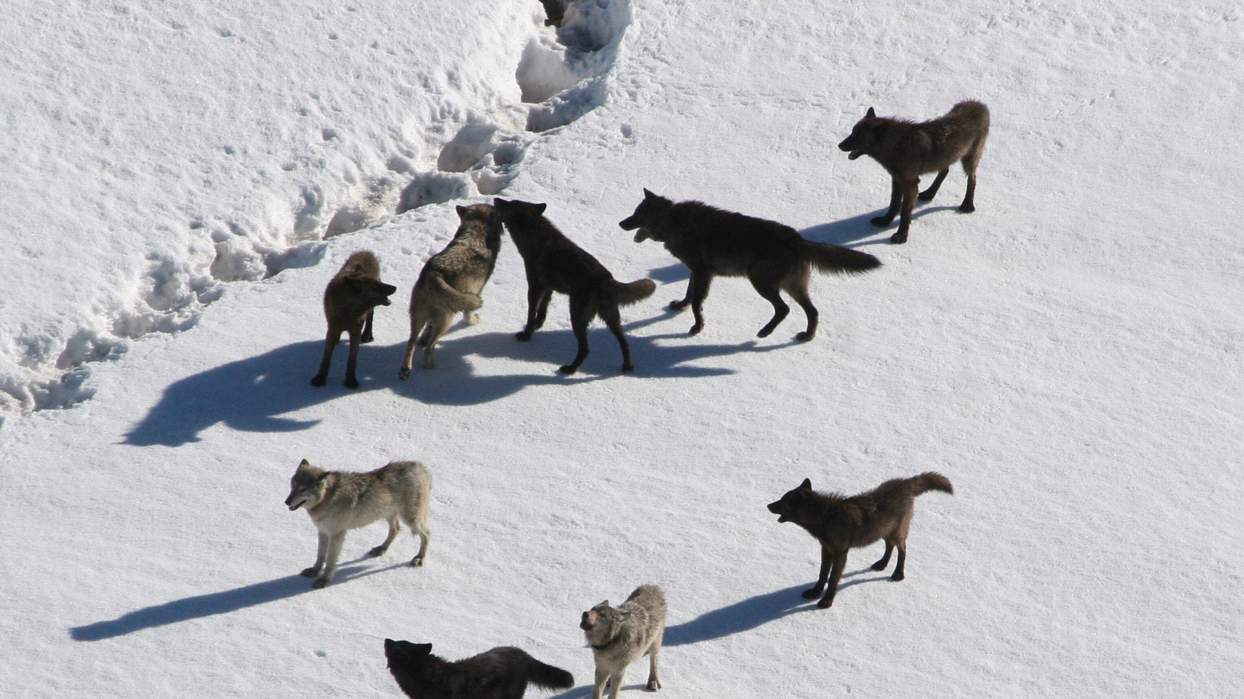 The Best Time to See Wolves in Yellowstone Is Now | Travel + Leisure
