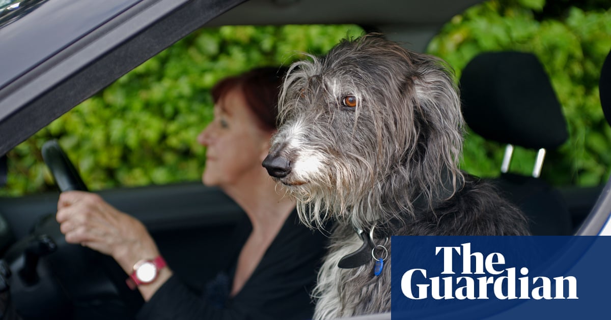 Pet travel after Brexit: taking a dog to the EU could cost £300 a time | Consumer affairs | The Guardian