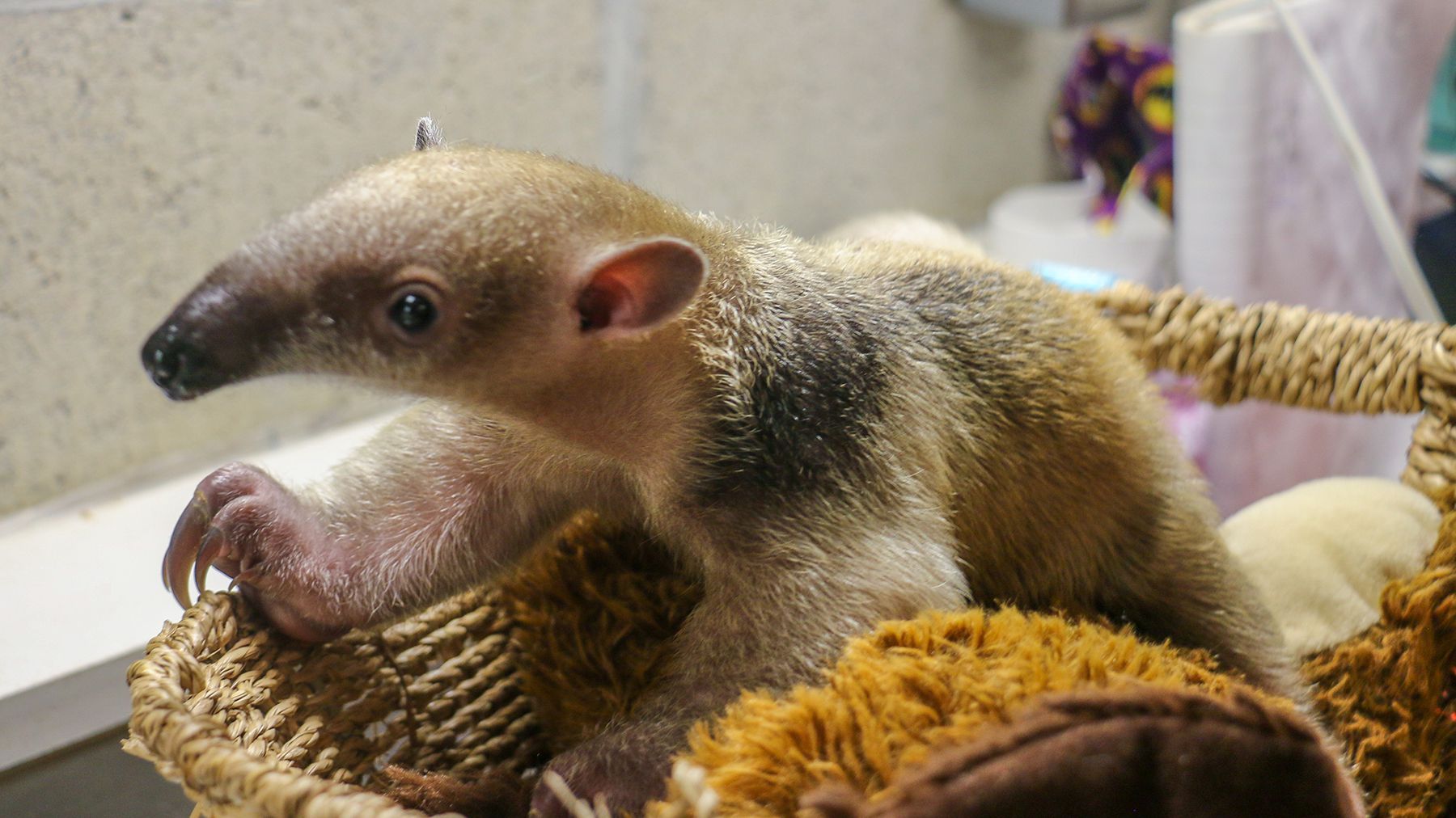 Rhode Island Zoo’s Newborn Tamandua Is a Weirdly Adorable, Long-nosed Wonder — See the Photos | Travel + Leisure