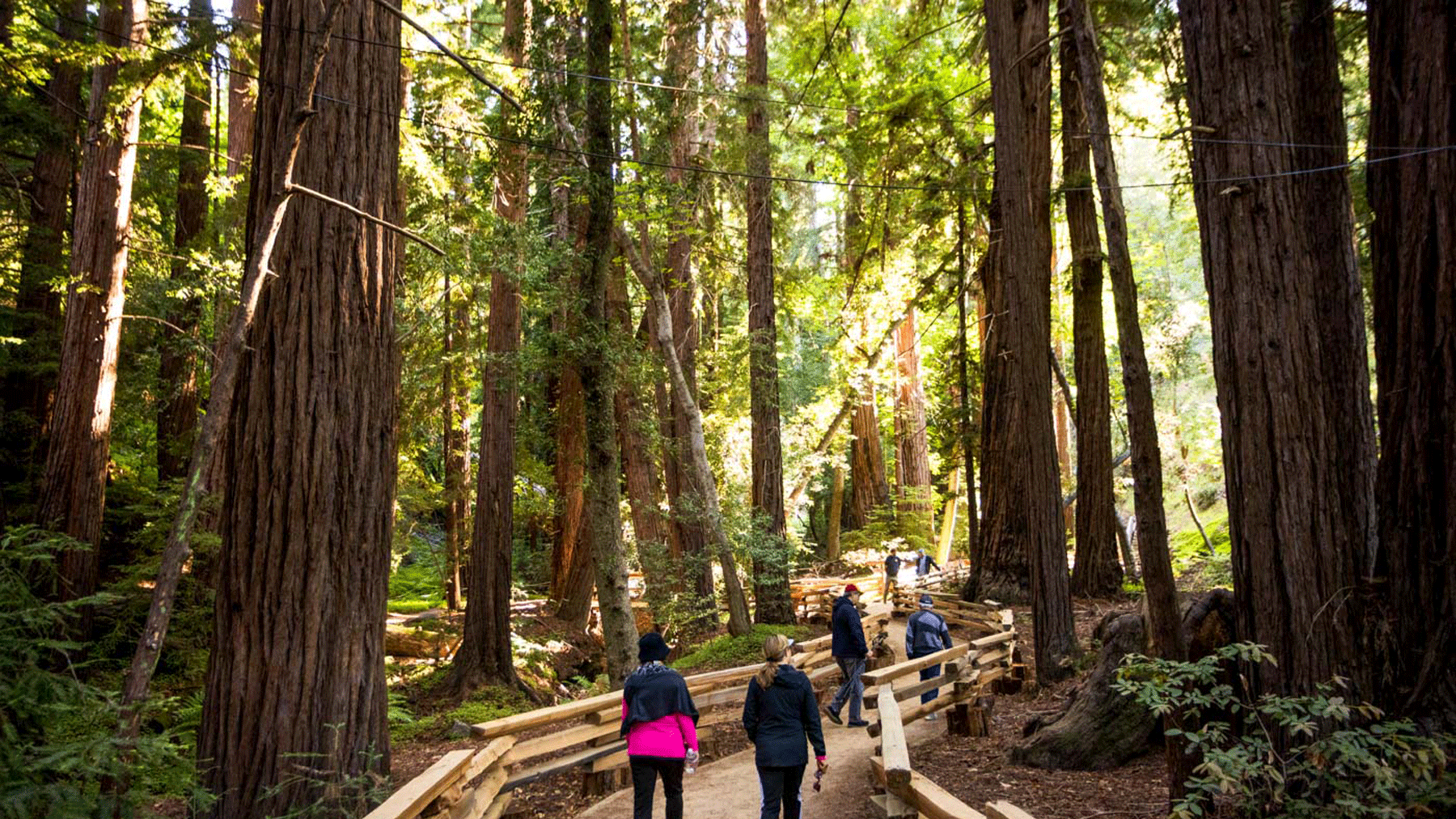 A Hiking Trail Through California’s Redwoods Is Reopening After a Wildfire Destroyed It 10 Years Ago – and It’s Better Than Ever | Travel + Leisure