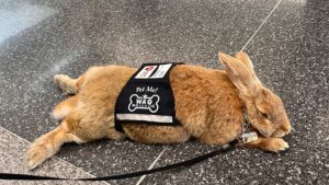 Alex the Great Is a 28-pound Rabbit — and the Newest Employee at San Francisco International Airport | Travel + Leisure