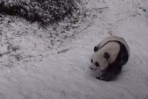 The National Zoo Pandas Had the Most Fun During This Week’s Snow Storms | Travel + Leisure