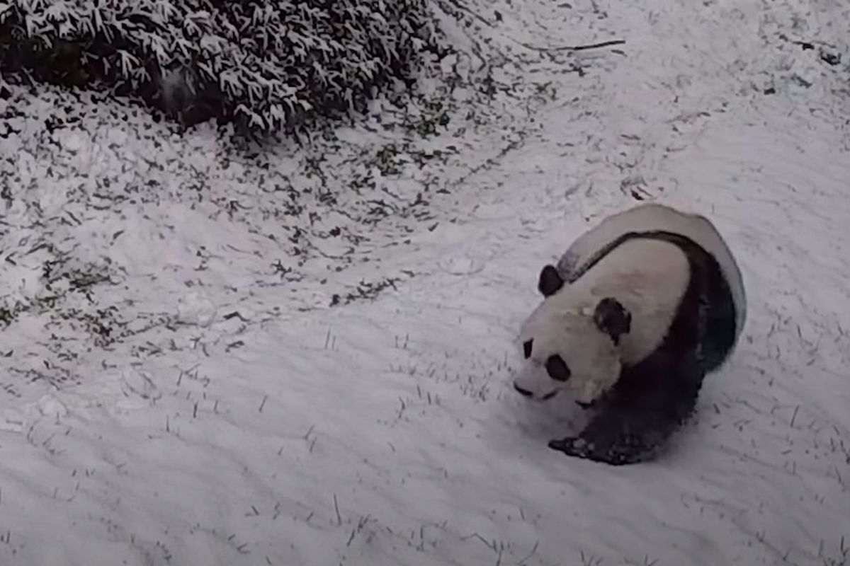 The National Zoo Pandas Had the Most Fun During This Week’s Snow Storms | Travel + Leisure