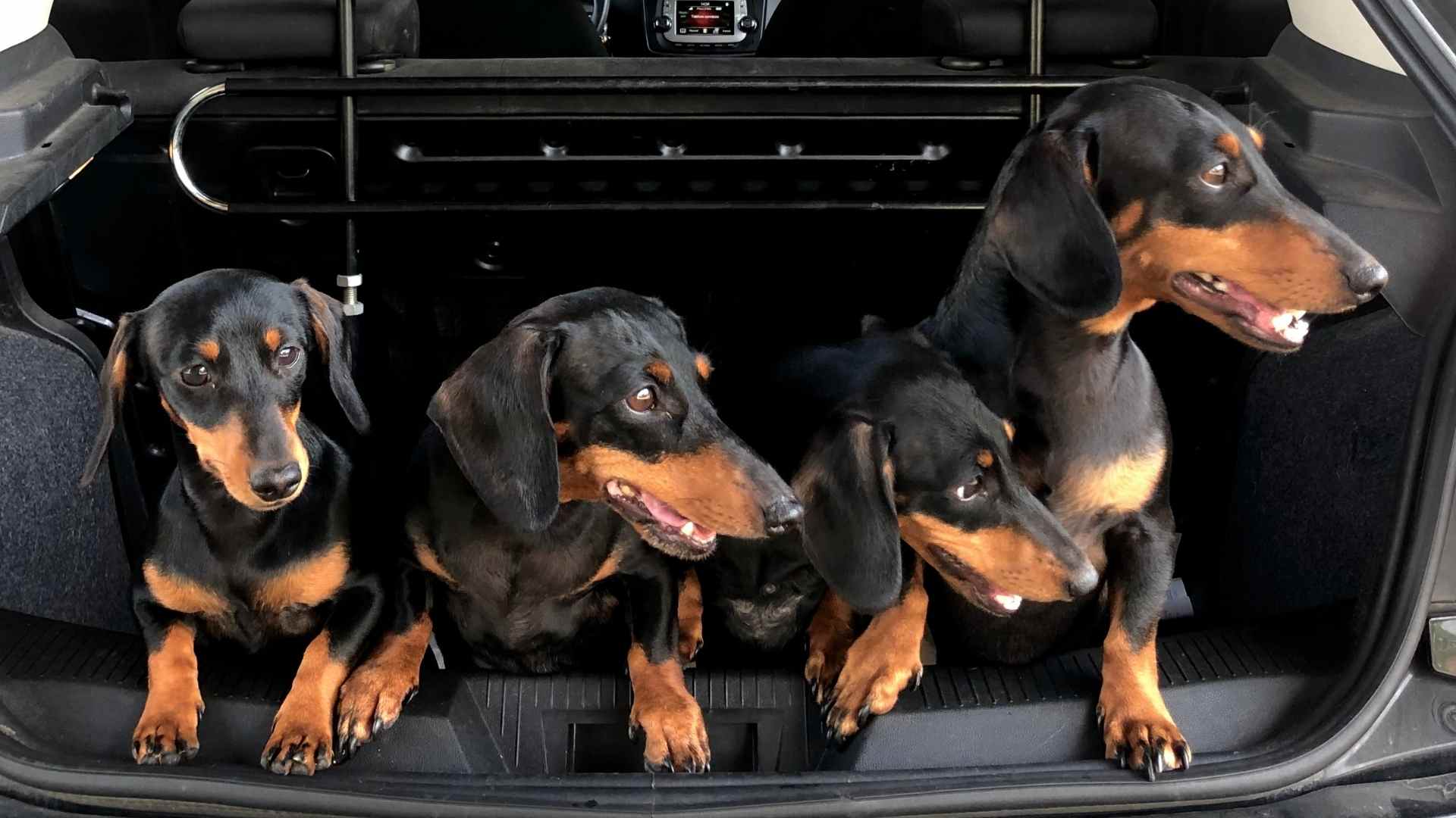 Top 10 Ways to Travel with Your Dogs In Comfort With Alpha Paw!