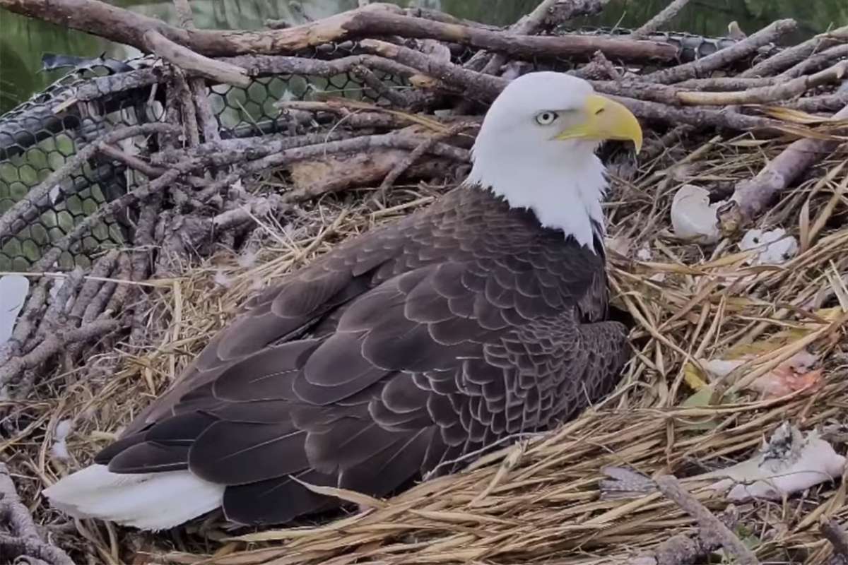 Two Adorable Baby Bald Eagles Just Hatched at This Florida Zoo — See the Cuteness | Travel + Leisure