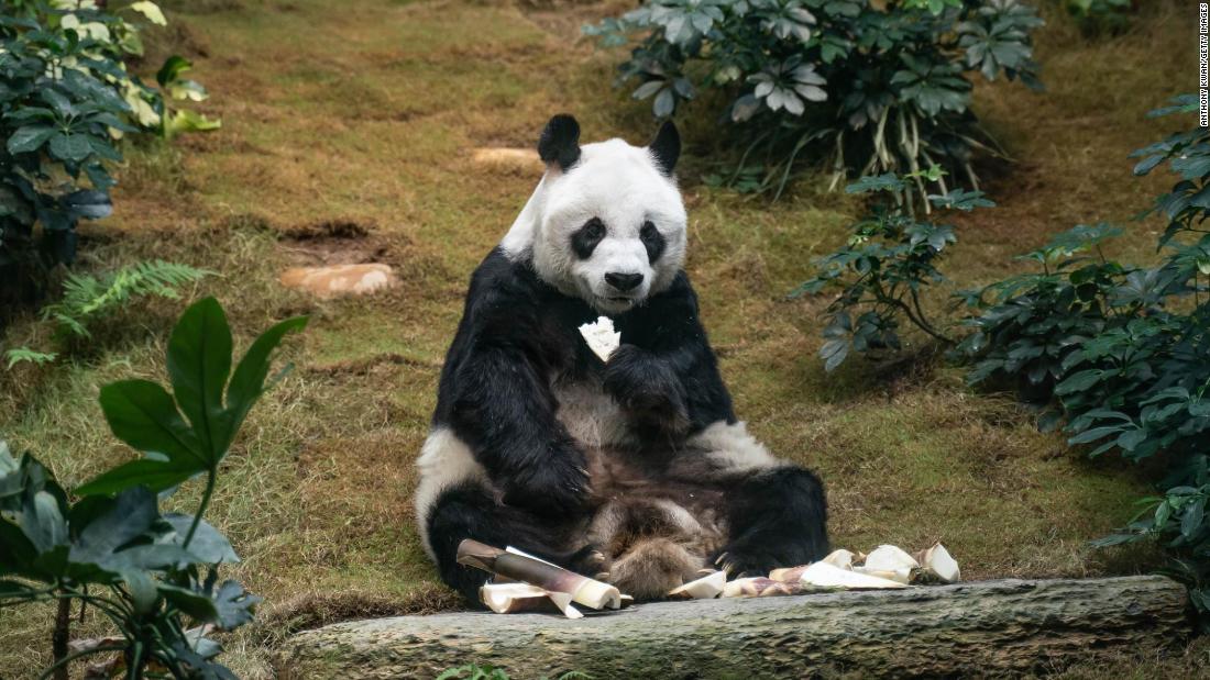 An An, world’s oldest male giant panda, dies in Hong Kong at age 35 | CNN Travel