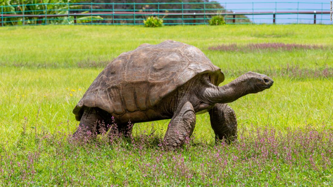 World’s oldest-ever tortoise turns 190 | CNN Travel