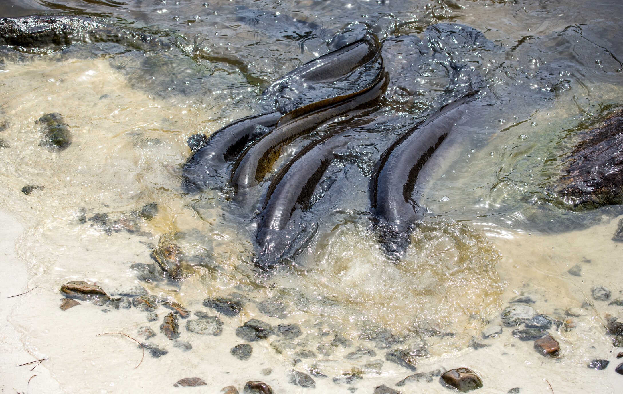 Eels can travel over land, climb walls and take down serious prey. They may be Australia’s most hardcore animal – ABC News