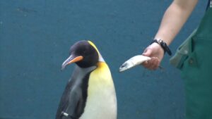 Penguins at a Japanese aquarium are being fed cheaper fish – and they aren’t happy | CNN Travel
