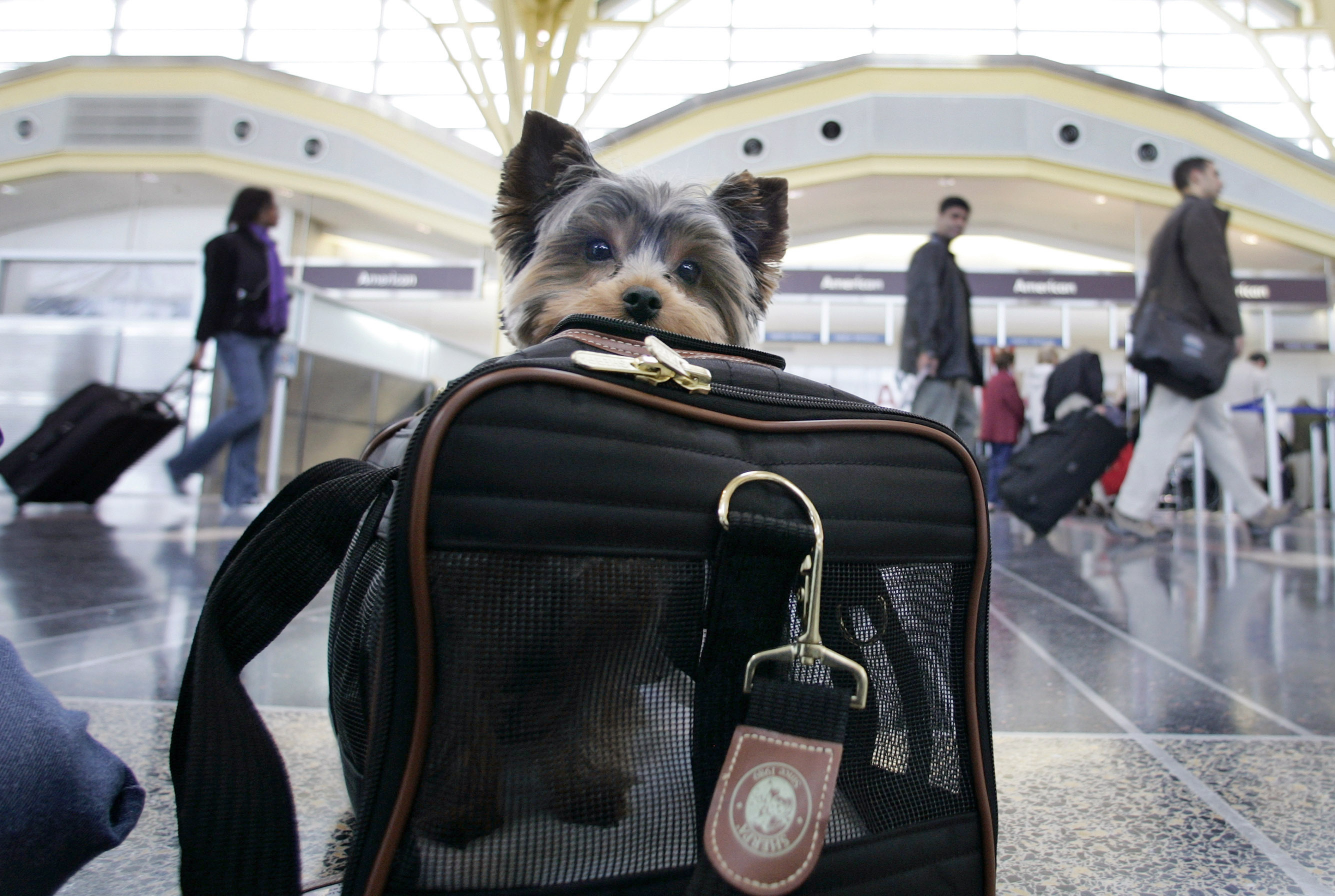 Can pets travel with you in the cabin on planes? Technically yes, but Australia’s major airlines don’t allow it – ABC News